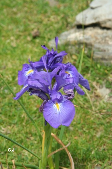 Iris des Pyrnes.